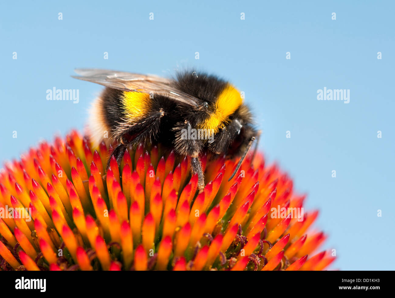 Buff Tailed Bumblebee, Bombus terrestris, Kent UK Stock Photo - Alamy