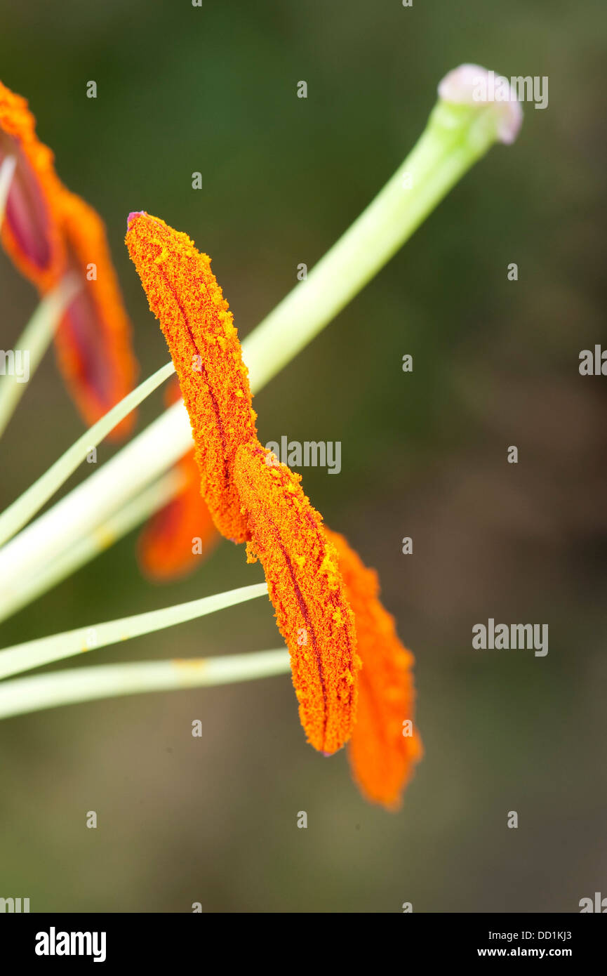 Close up of Lily Flower, Stamens & Pollen, Garden, UK Stock Photo