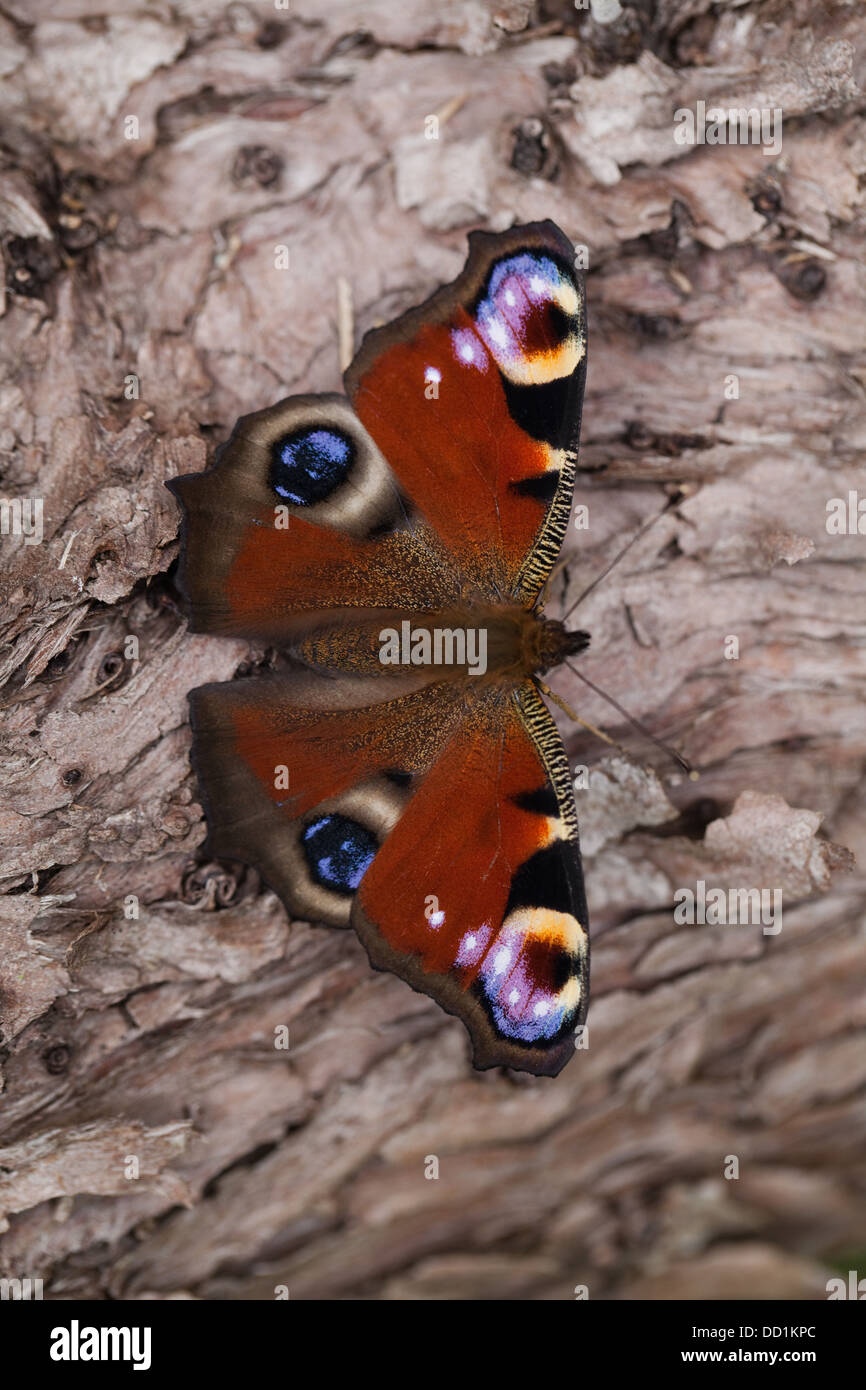 Peacock Butterfly (Inachis io). Recently emerged from pupae stage, resting on a dead tree trunk. August. Norfolk. Stock Photo