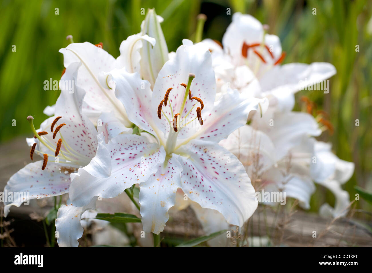 White Lily Flower, Lilium, Garden Kent UK Stock Photo