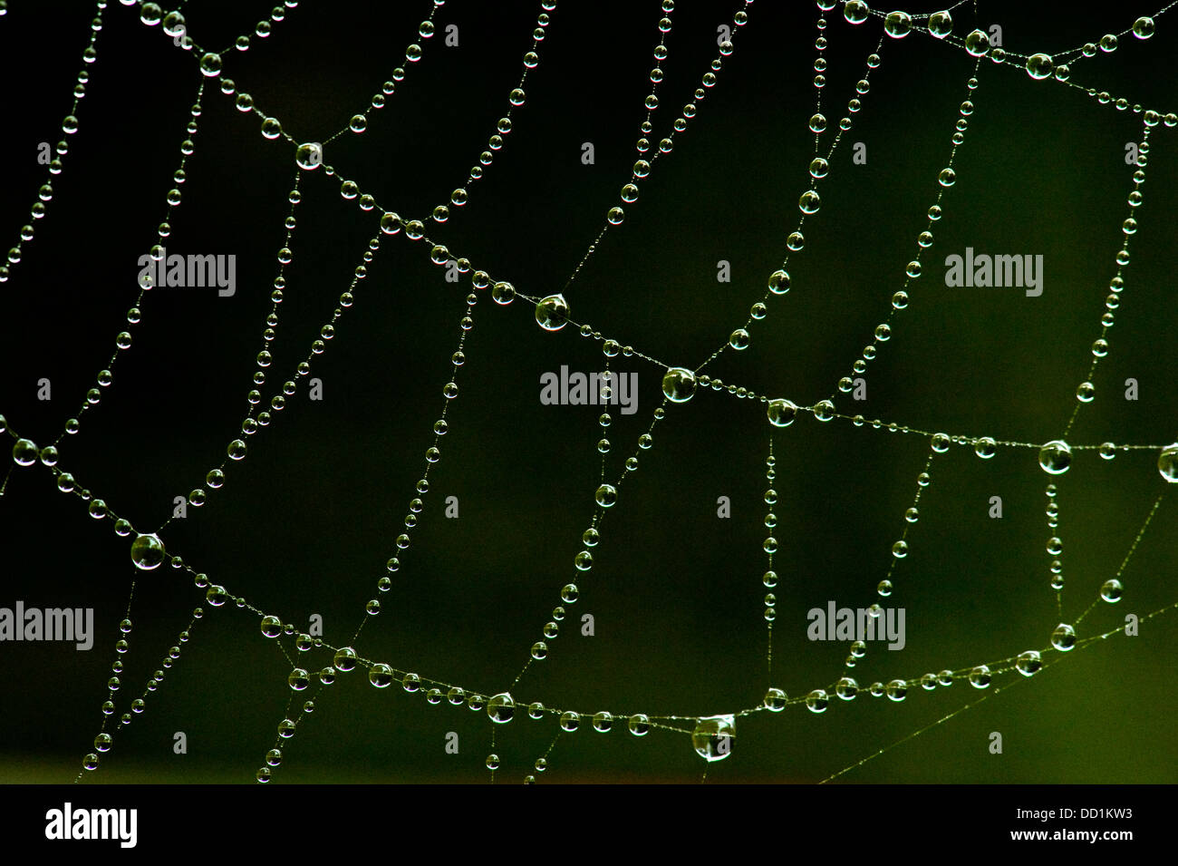 Spiders Web with Dew Drops, UK Stock Photo