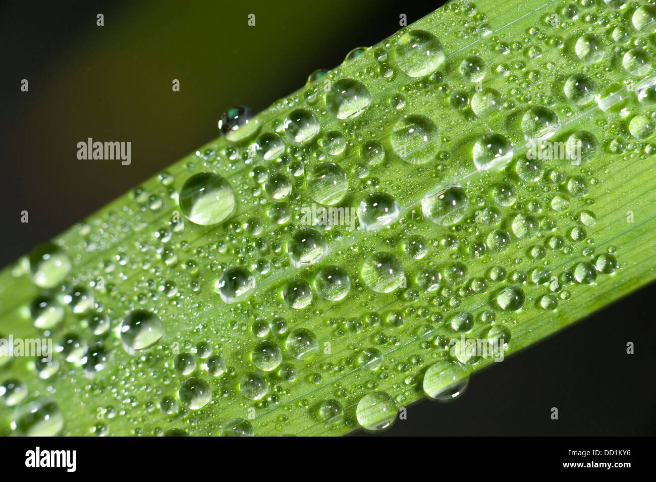 Reed leaf with dew drops, UK Stock Photo