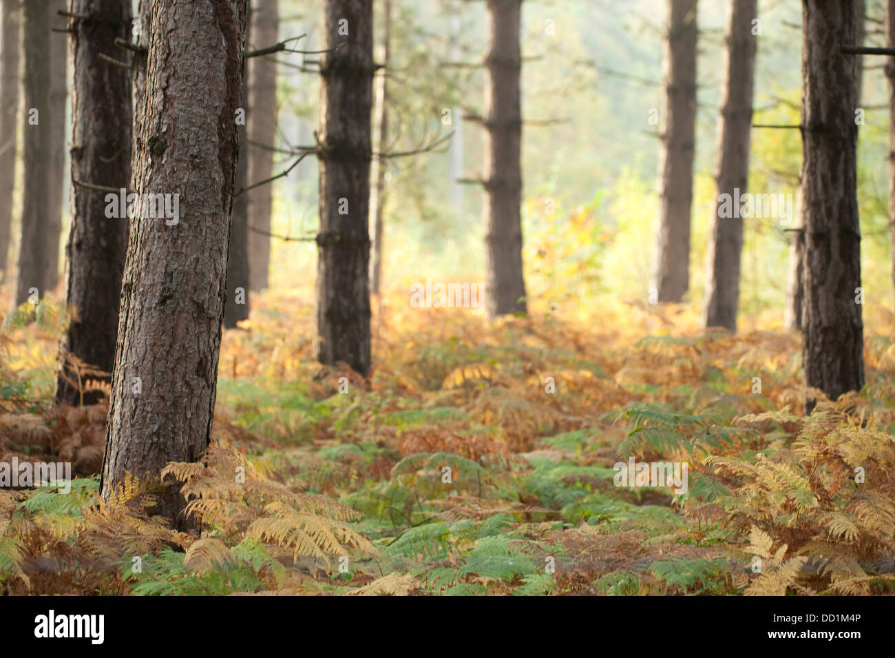 Autumn view through Woodland, UK Stock Photo