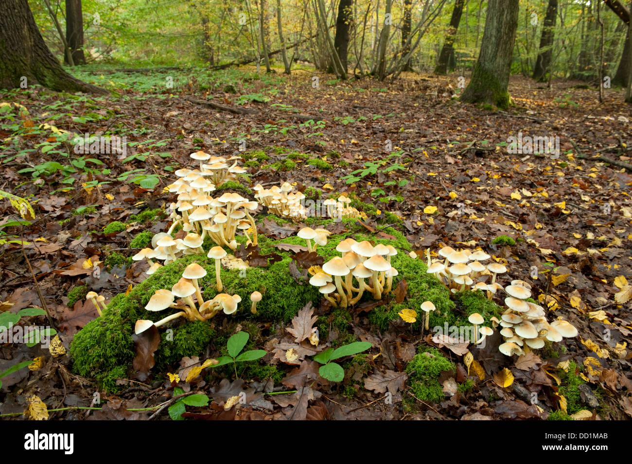 Sulphur Tuft Fungi, Hypholoma fasciculare, UK Stock Photo