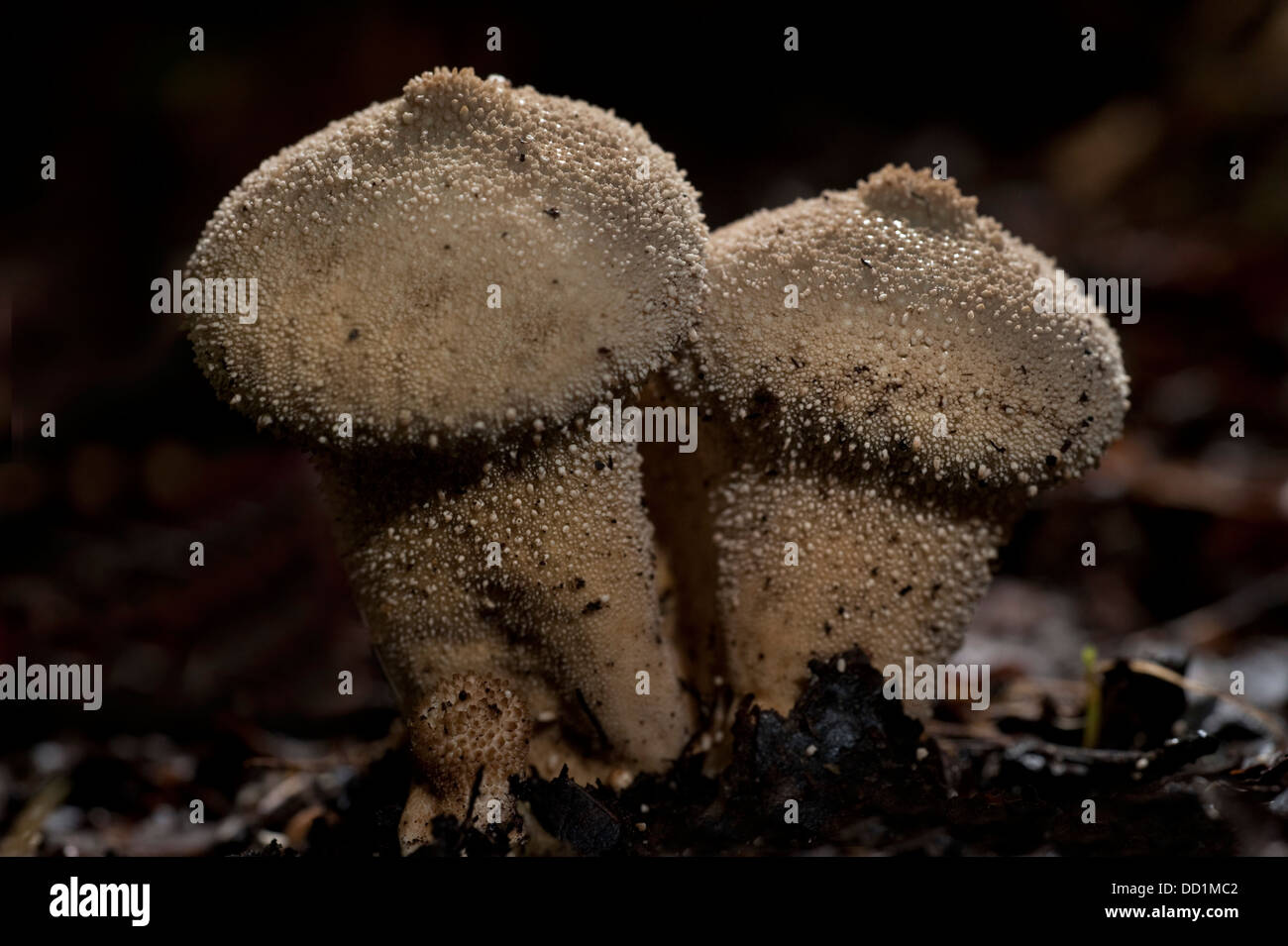 Common Puffball, Lycoperdon perlatum, Woodland, UK Stock Photo