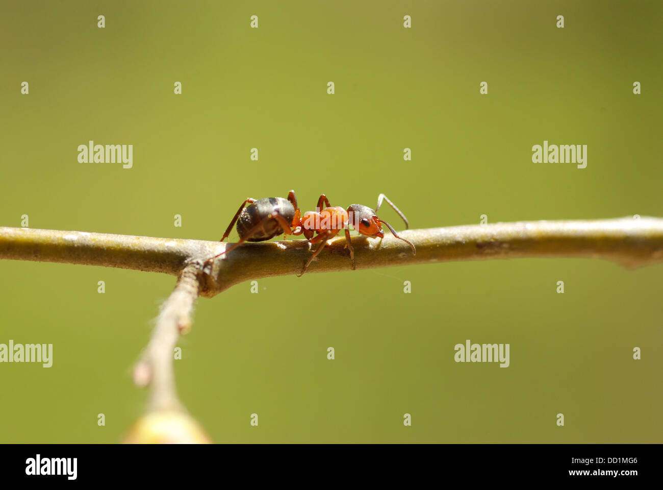 ants Stock Photo