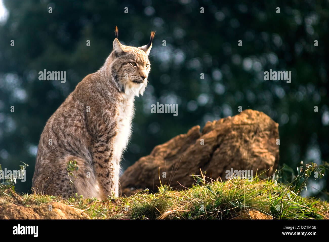 eurasian lynx (Lynx lynx) Stock Photo