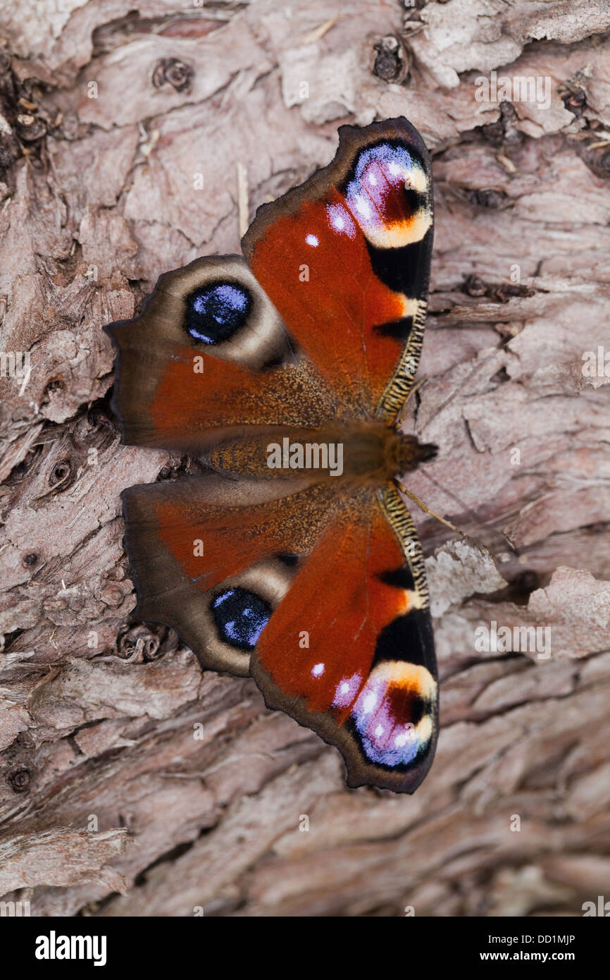 Peacock Butterfly Inachis io. Recently emerged from pupae stage, resting on a dead tree trunk. August. Norfolk. Stock Photo
