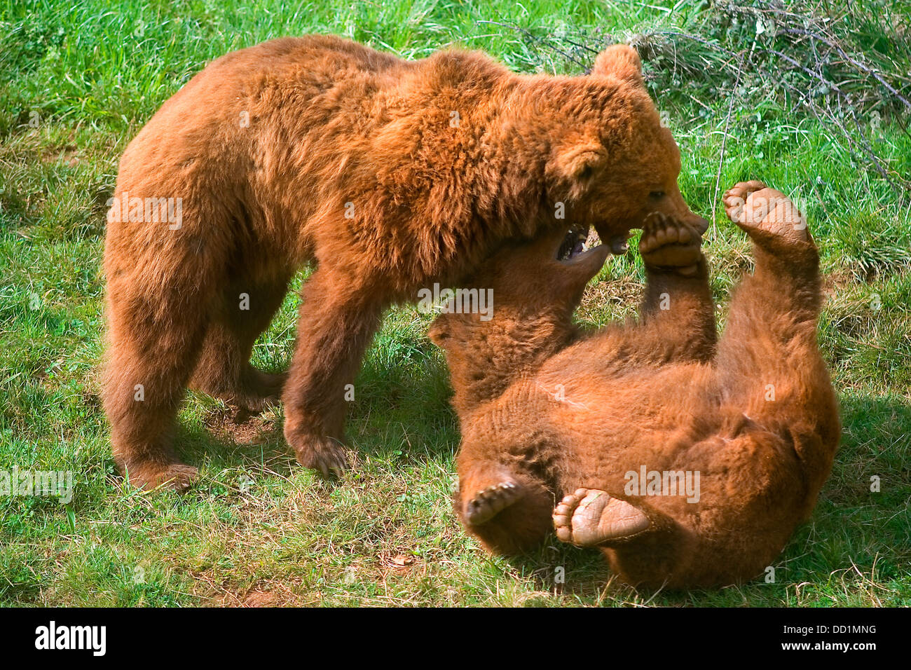 brown bear (Ursus arctos). youngs playing Stock Photo