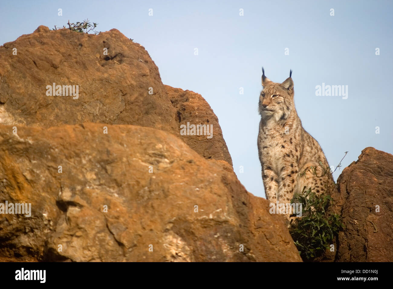 eurasian lynx (Lynx lynx) Stock Photo