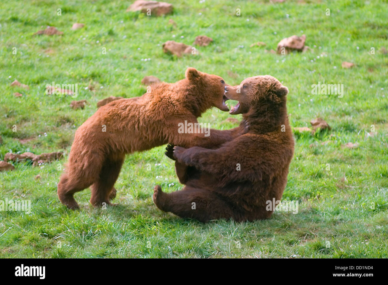 brown bear (Ursus arctos). youngs playing Stock Photo
