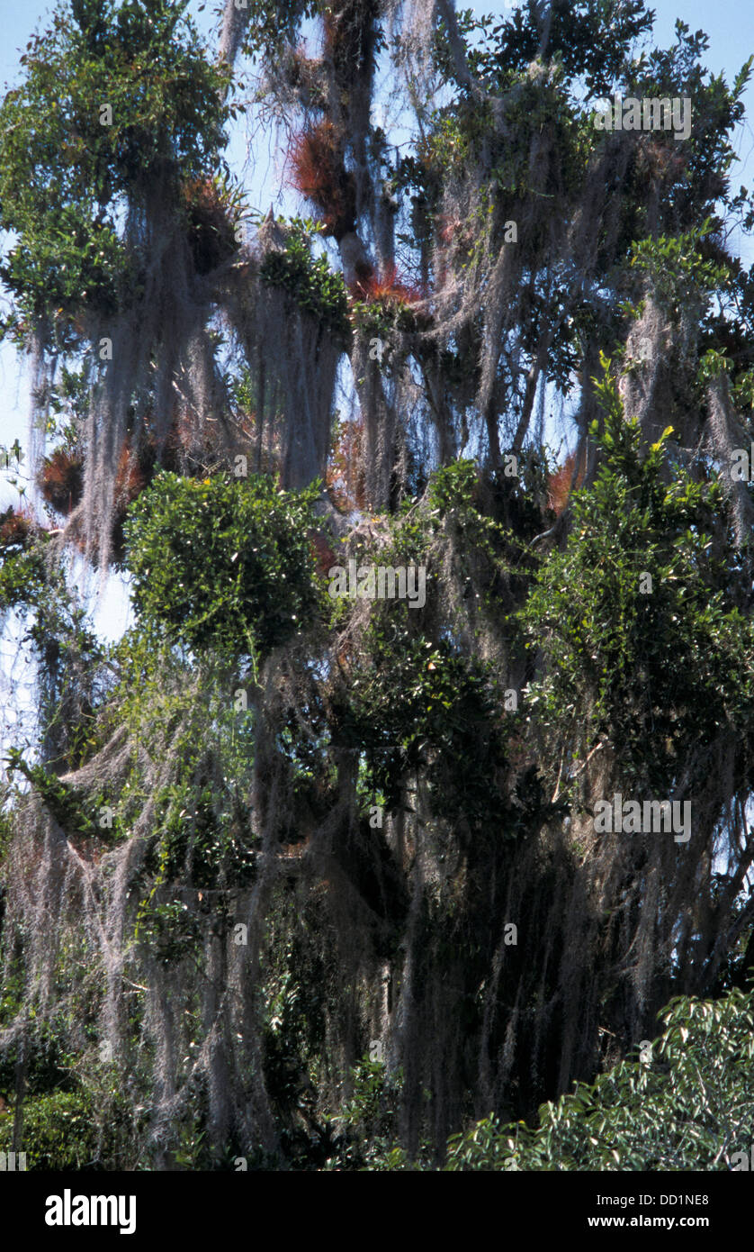 Old Man's Beard, Beard Lichen, or Treemoss, Tikal, Guatemala Stock Photo