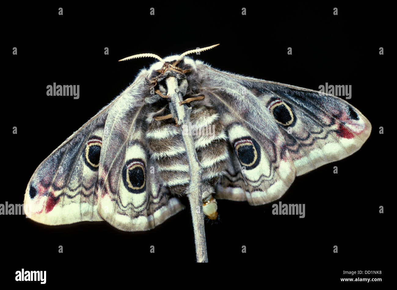 Emperor Moth, Saturnia pavonia, UK Stock Photo
