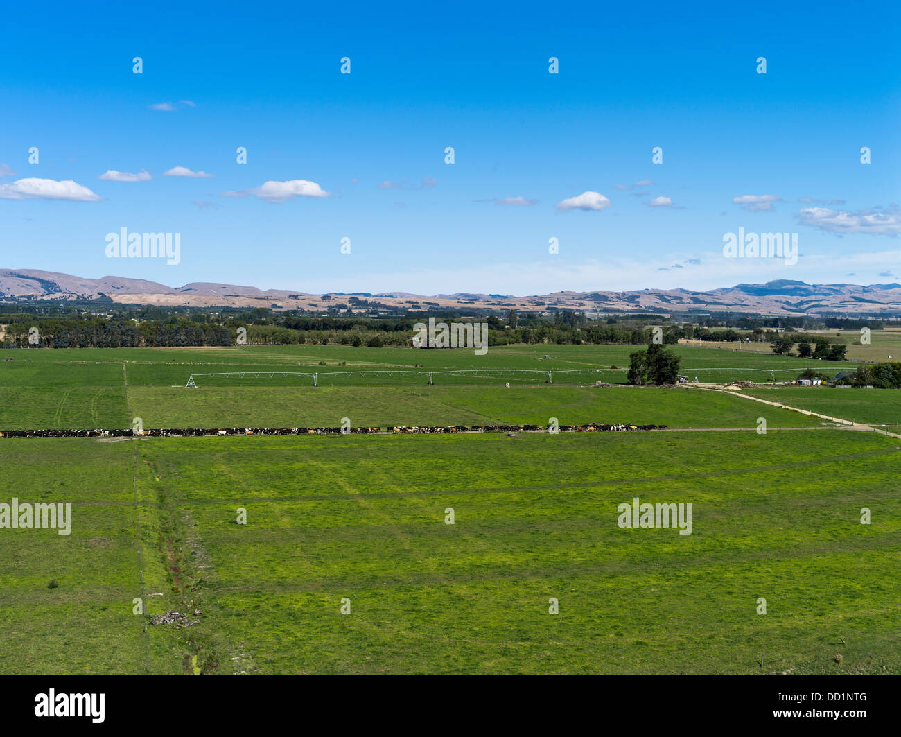 dh Ruamahanga Valley WAIRARAPA NEW ZEALAND Line of dairy cattle herd unmanned going to milking shed cows farm nz farms Stock Photo