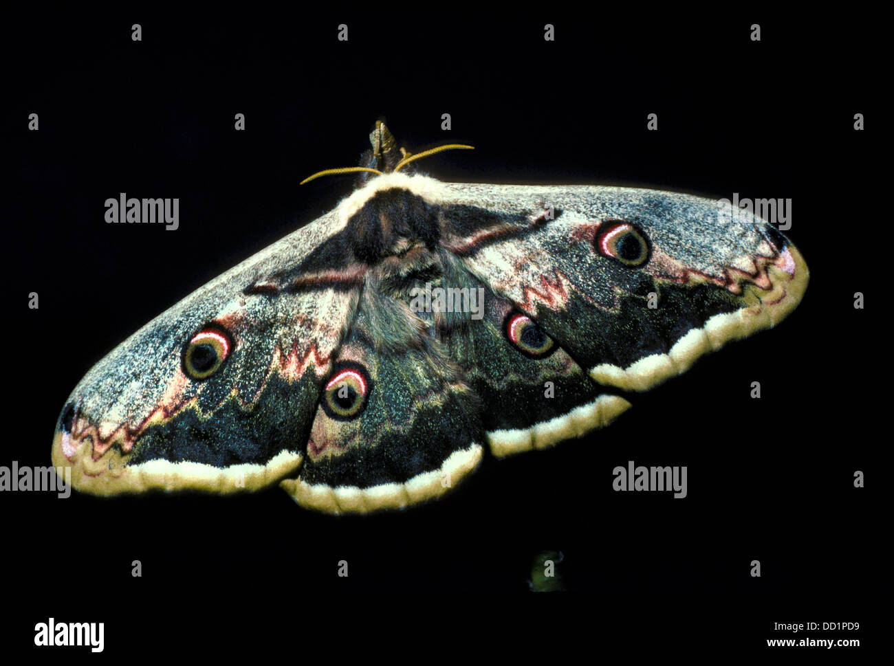 Giant Peacock Moth, Saturnia pyri, Europe Stock Photo