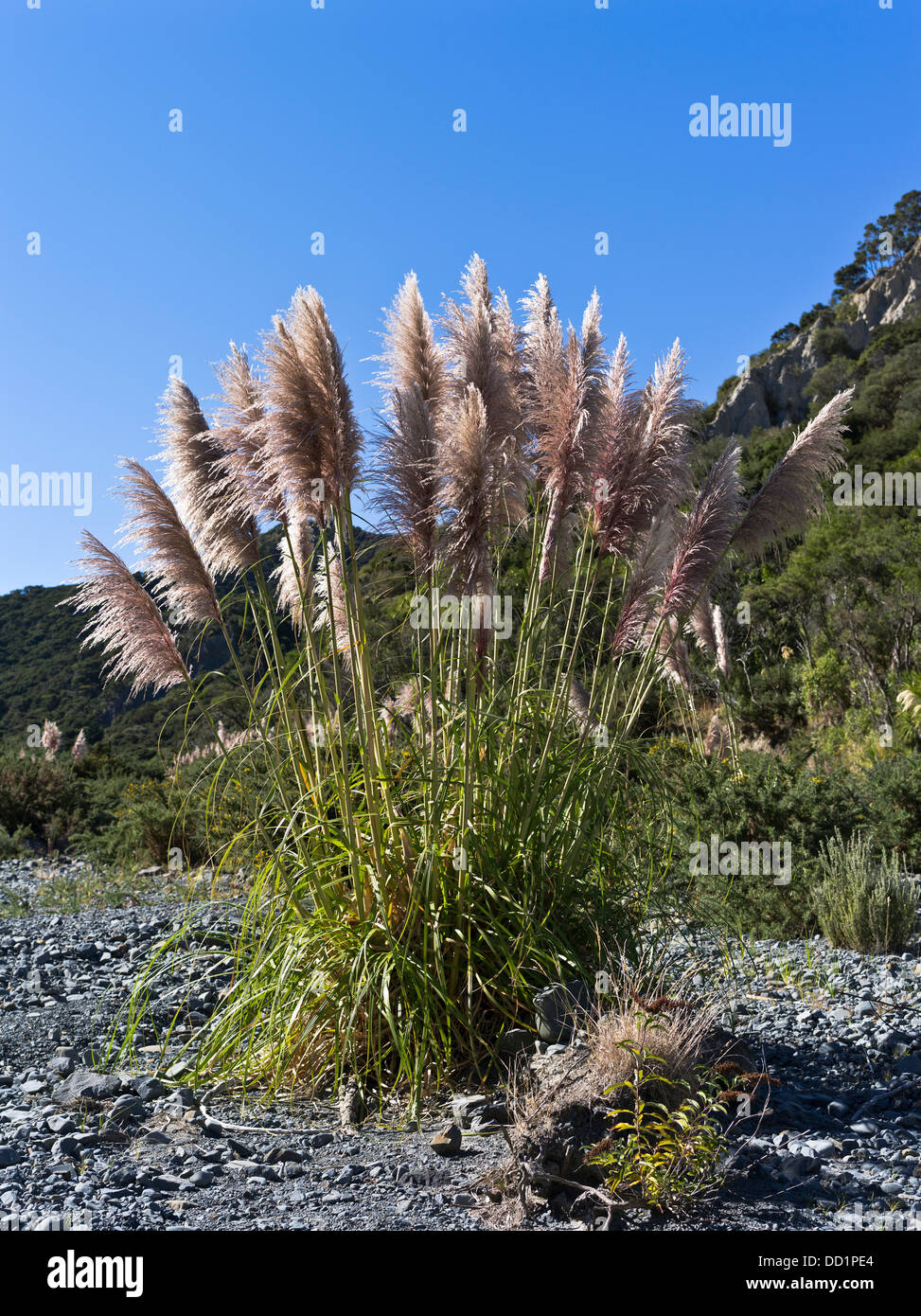 dh Toetoe AUSTRODERIA FLORA New Zealand Toi Toi grass clump Stock Photo