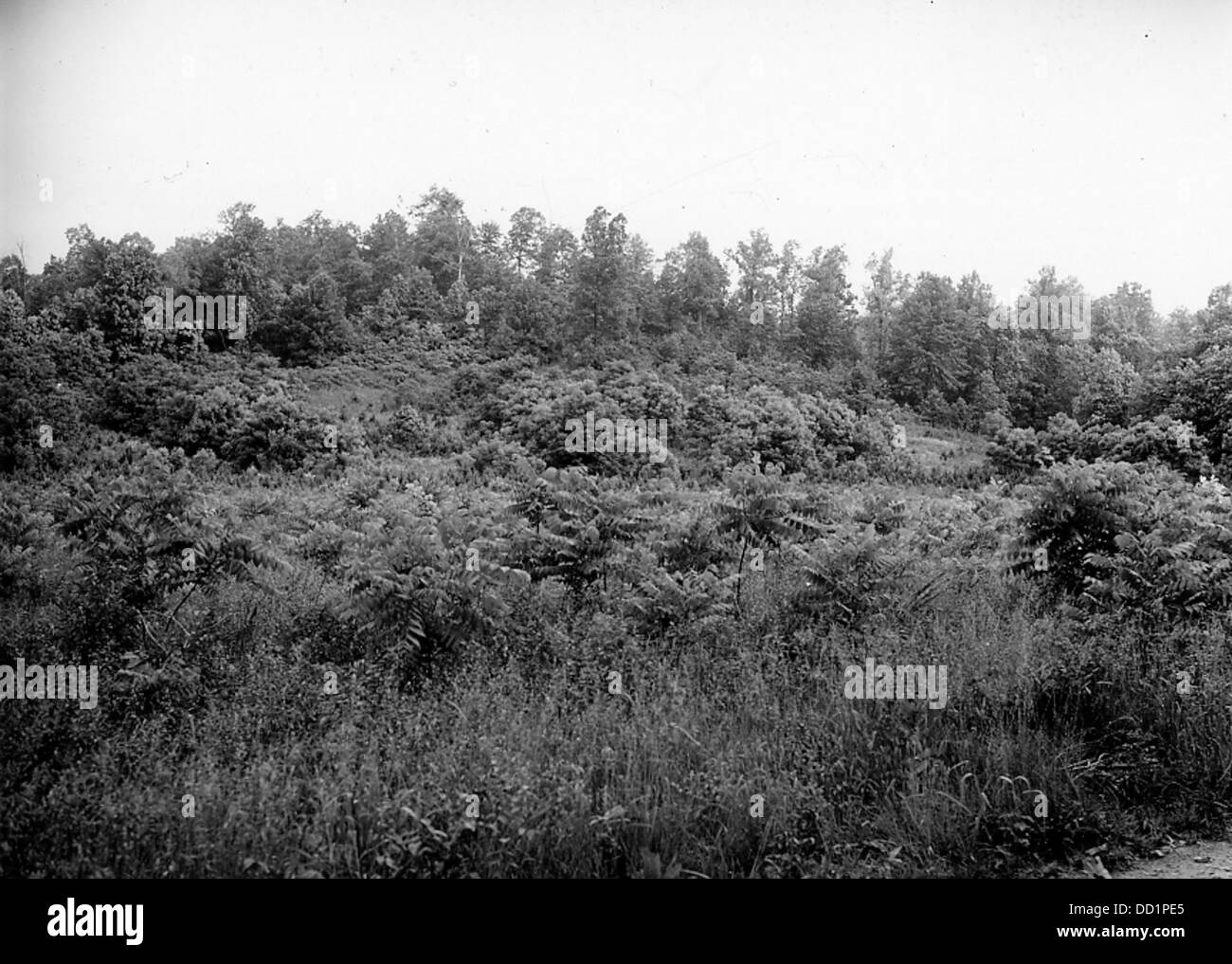 Black Walnut Plantation 2128030 Stock Photo Alamy