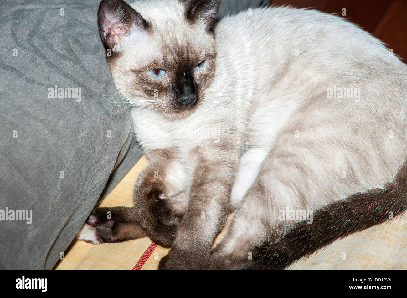 cat on the bed waking up Stock Photo Alamy