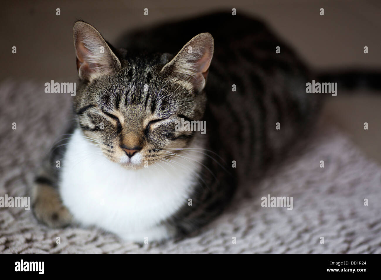 Contented Cat sitting Stock Photo