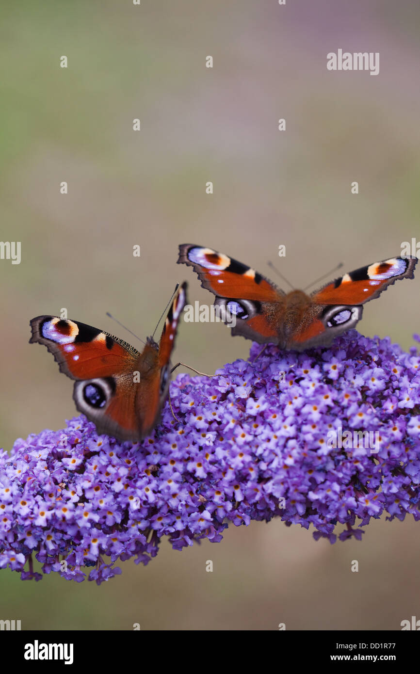 Peacock Butterflies (Inachis io). Taking nectar from flowers of Buddleia (Buddleja davidii). August. Norfolk. Stock Photo