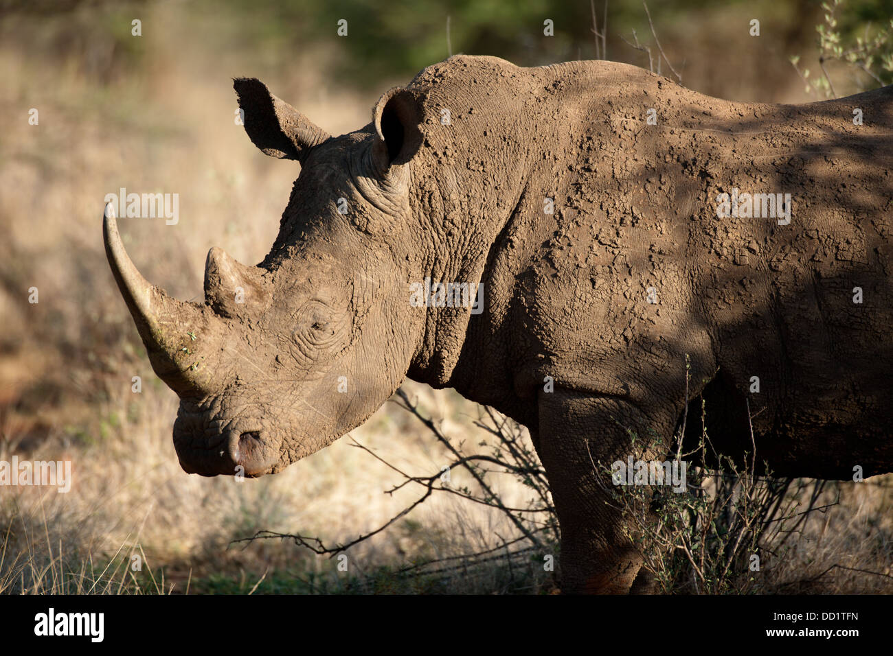 White rhinoceros (Ceratotherium simum), Madikwe Game Reserve, South Africa Stock Photo