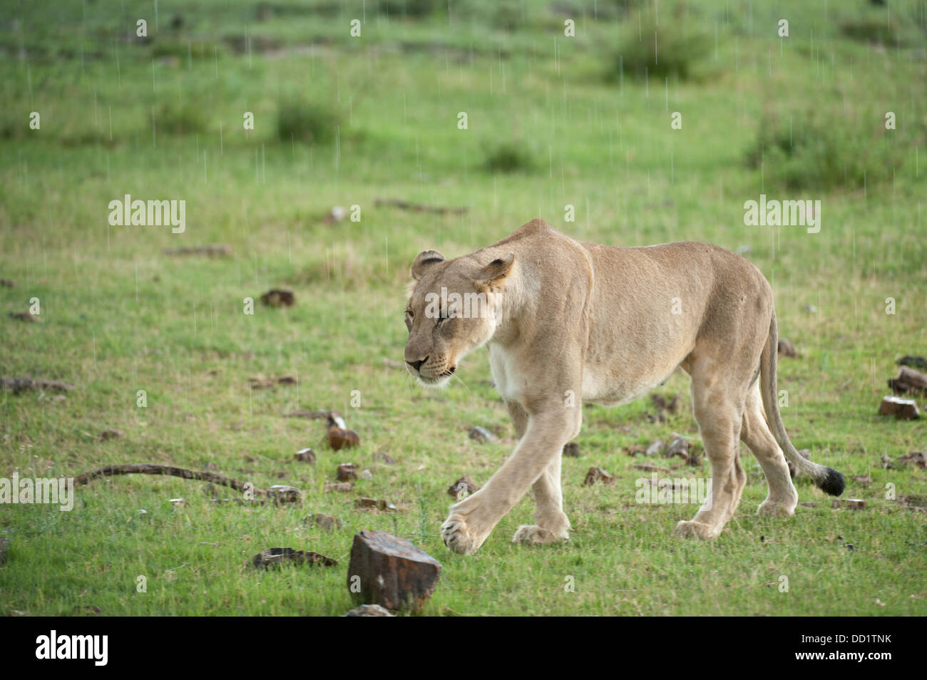 Lion walking in the rain (Panthero leo), Madikwe Game Reserve, South Africa Stock Photo