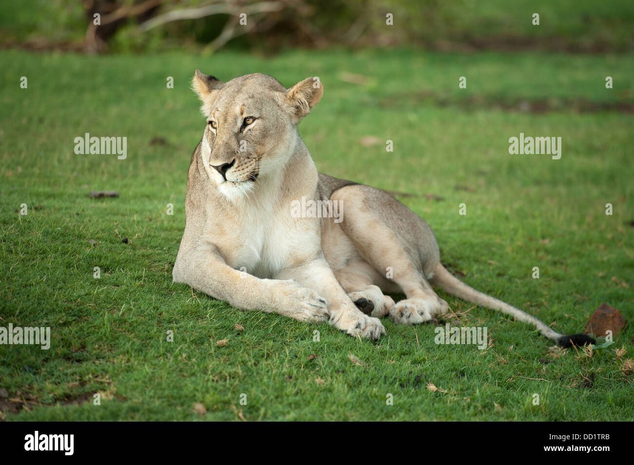 Lion (Panthero leo), Madikwe Game Reserve, South Africa Stock Photo