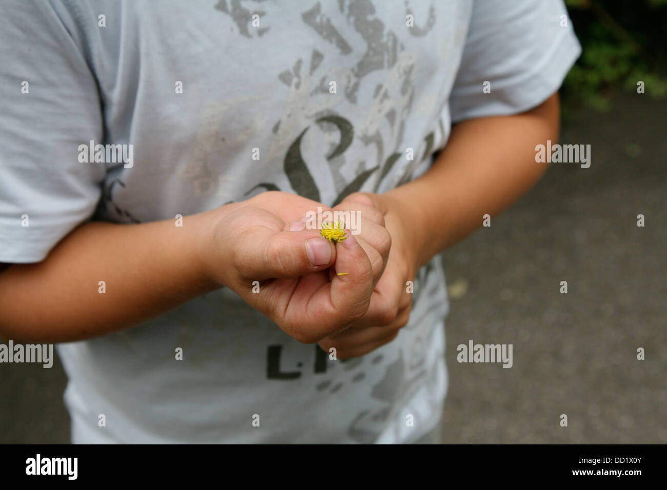 boy with blossom Stock Photo - Alamy