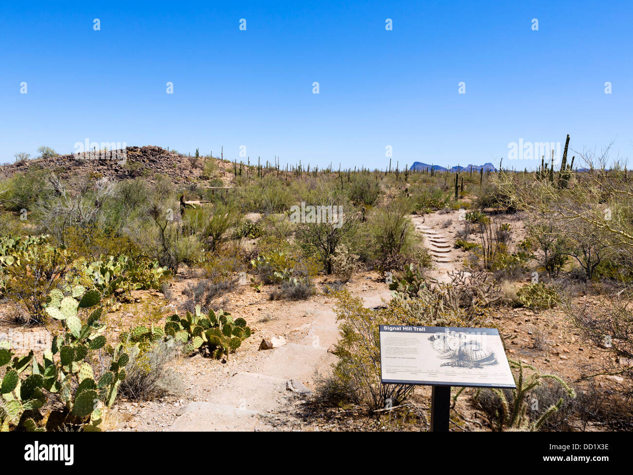 Signal Hill Trail, Saguaro National Park West, Tucson, Arizona, USA Stock Photo