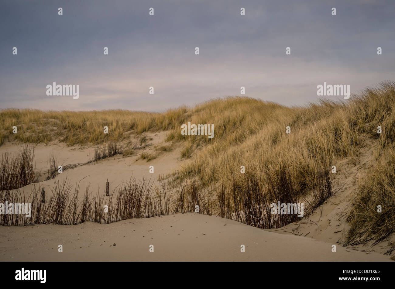 Sand Dunes on Beach in Texel Holland Stock Photo - Alamy