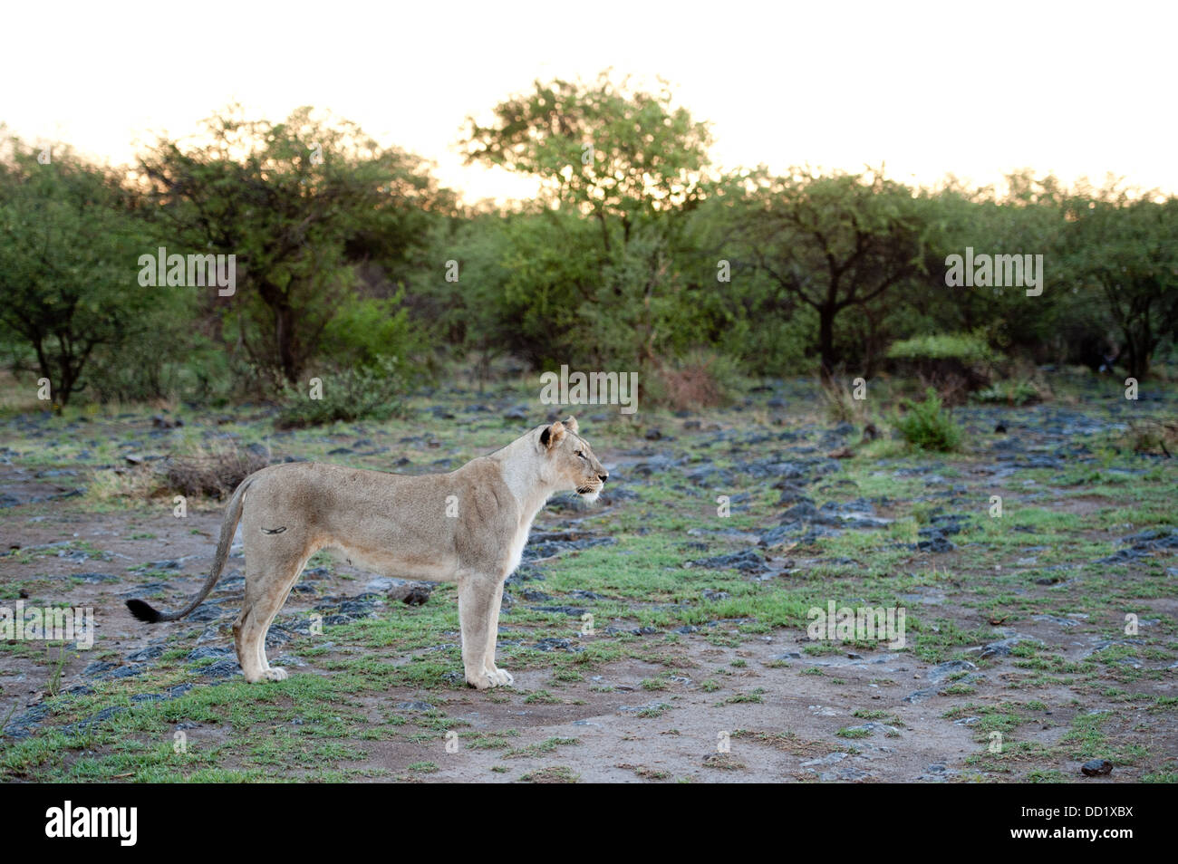 Lion south africa scenery hi-res stock photography and images - Alamy