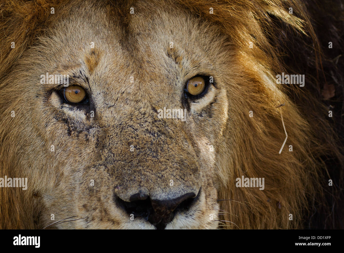 Magnificent adult lion close up front -side view detail of face, Masai Mara, Kenya, East Africa Stock Photo