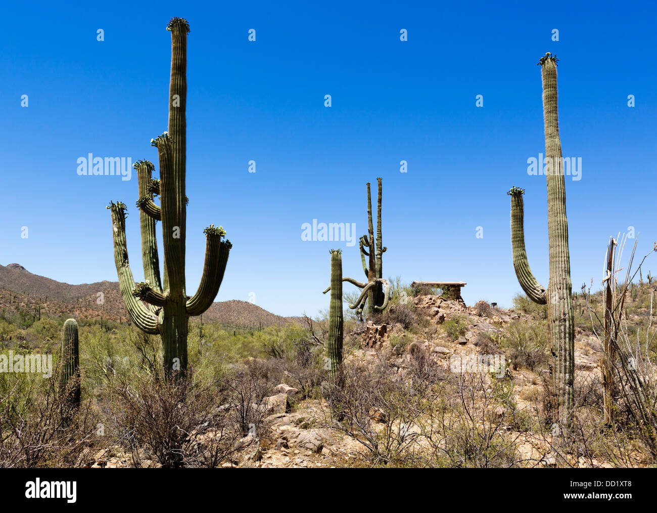 Saguaro National Park West, Tucson, Arizona, USA Stock Photo