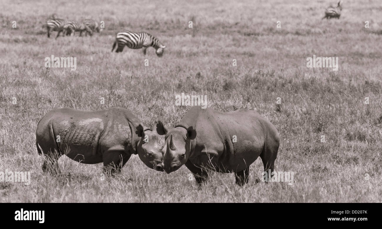Two rhino sniffing each other in greeting ritual, with Burchell's zebra in background, panorama desaturated image, Lewa Downs, K Stock Photo