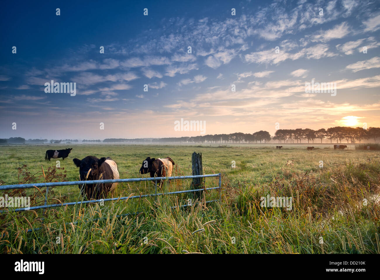 Cow bull pasture hi-res stock photography and images - Alamy
