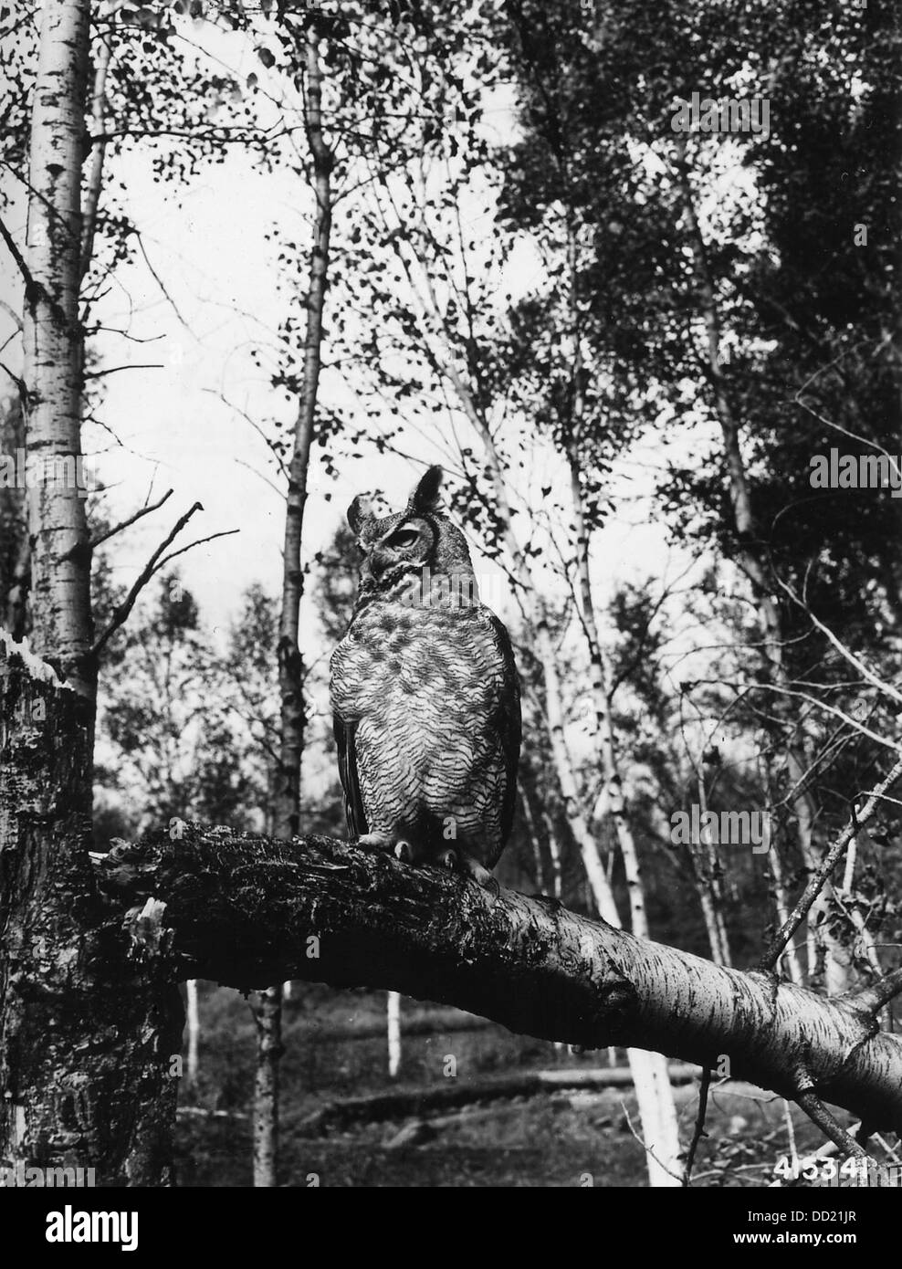 North american horned owl Black and White Stock Photos & Images - Alamy
