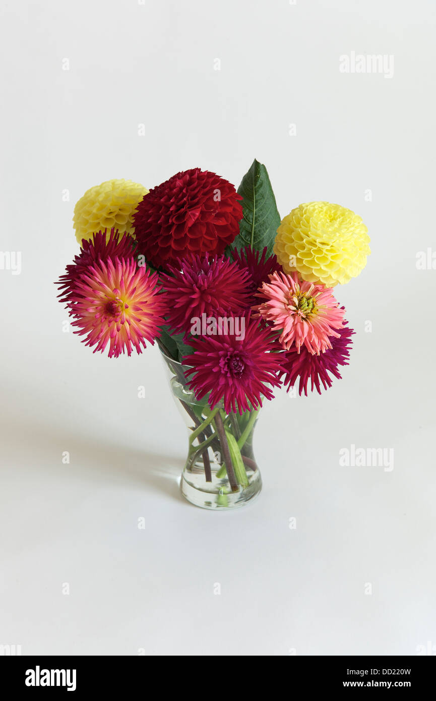 A vase of dahlias Stock Photo Alamy
