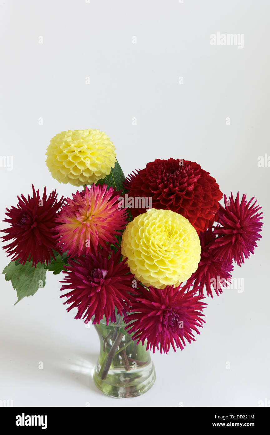 A vase of dahlias Stock Photo - Alamy