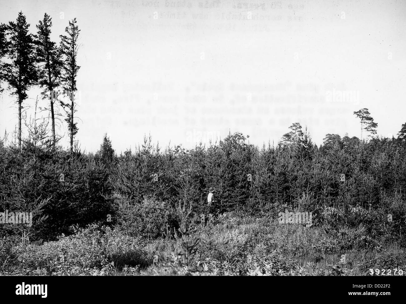 This image depicts the management cycle of Jack Pine forests, focusing ...