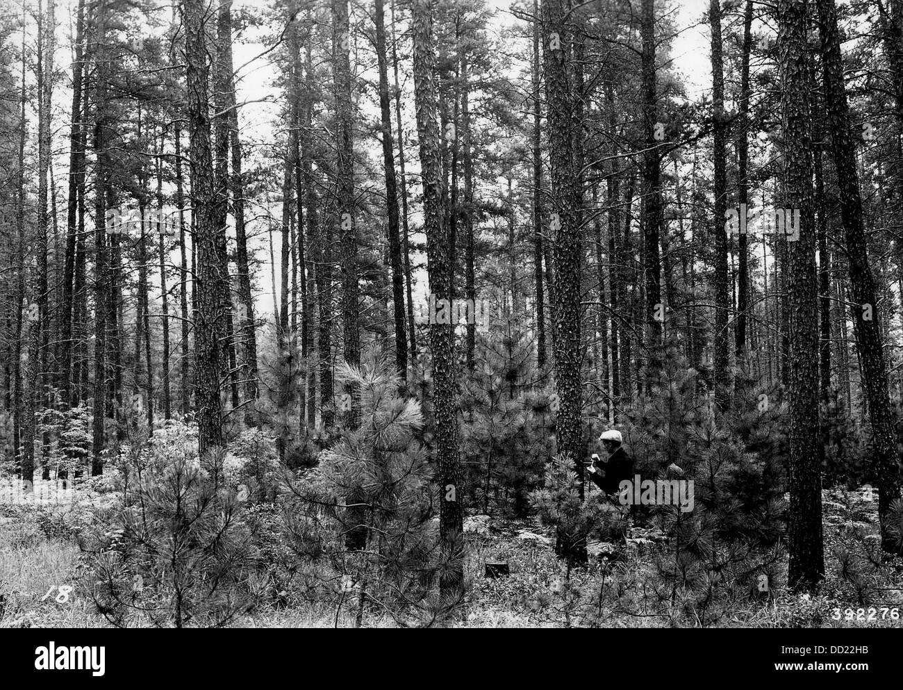 Jack Pine Management Cycle 2128543 Stock Photo Alamy