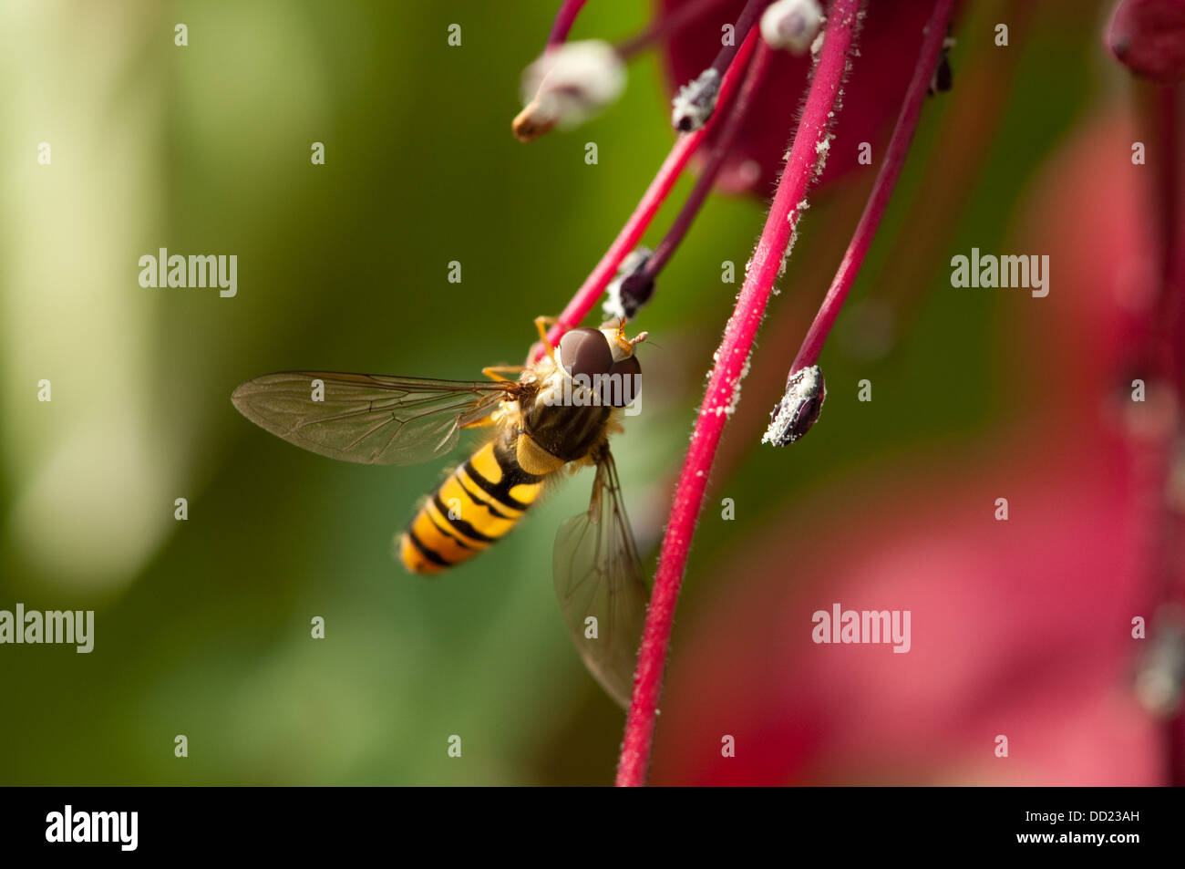 Hoverfly hanging on Fuschia stamen Stock Photo