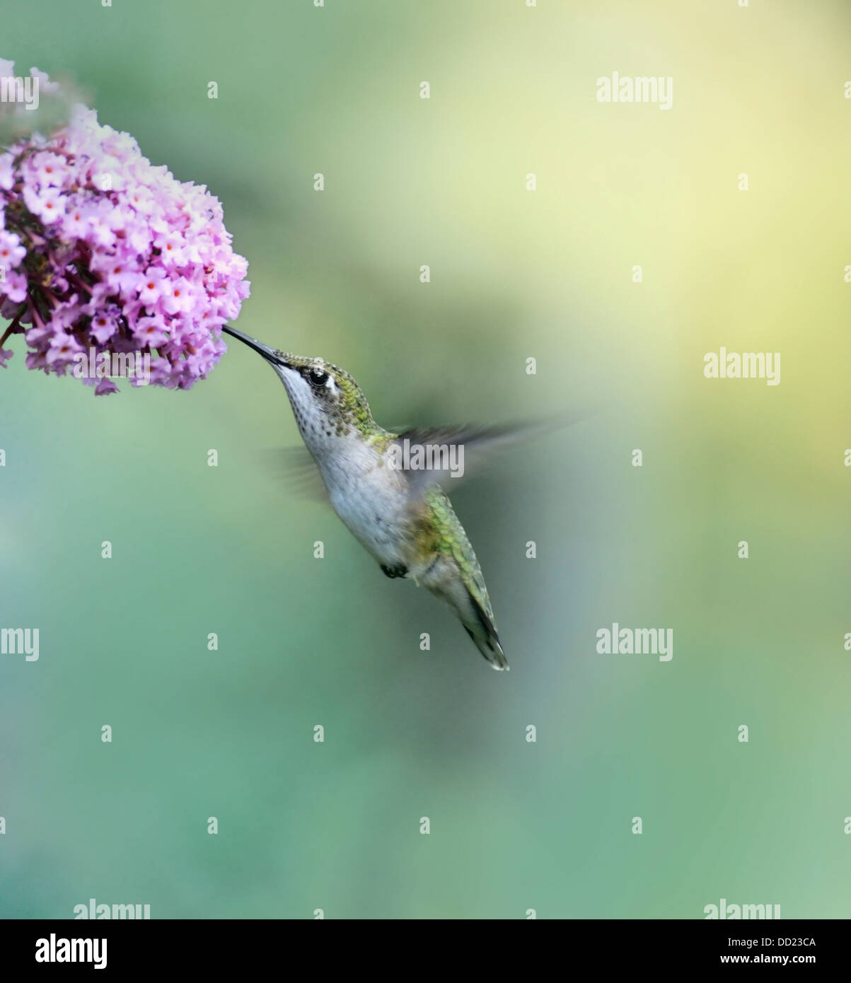 Ruby Throated Hummingbird Female (Archilochus Colubris) Stock Photo