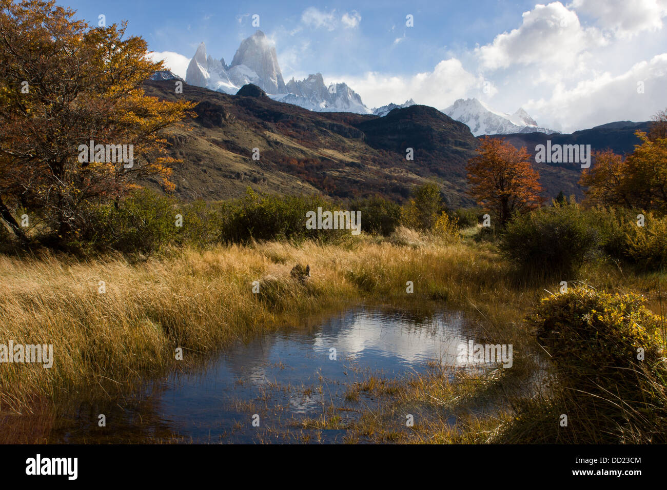 View of snow covered Mount Fitzroy, with foreground scrub grass  and lenga (beech) trees in autumn colours, pond with blue sky a Stock Photo