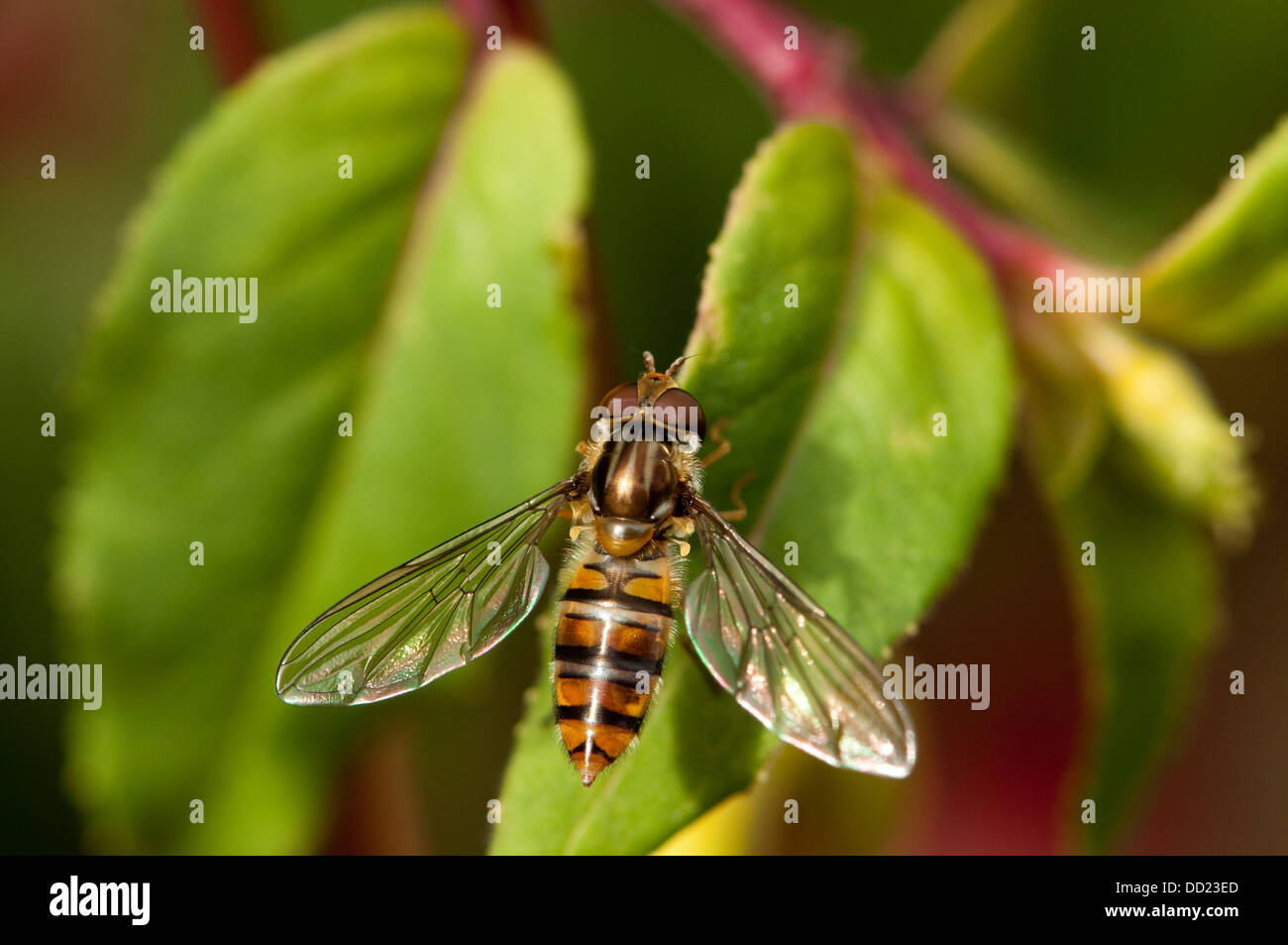 Hoverfly resting on Fuschia leaf Stock Photo