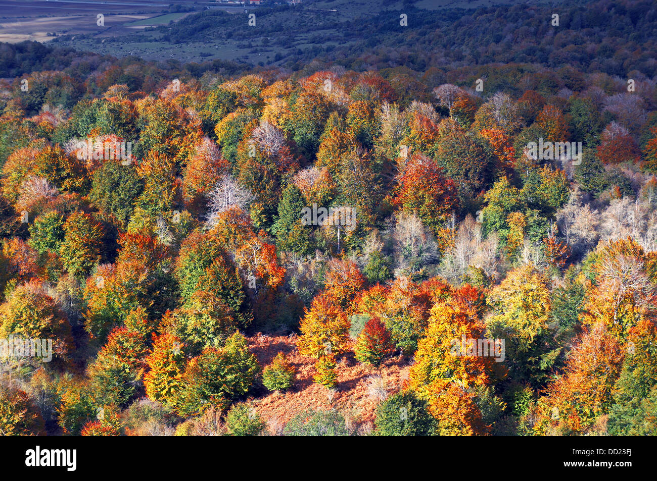 forest in autumn with vivid colors Stock Photo