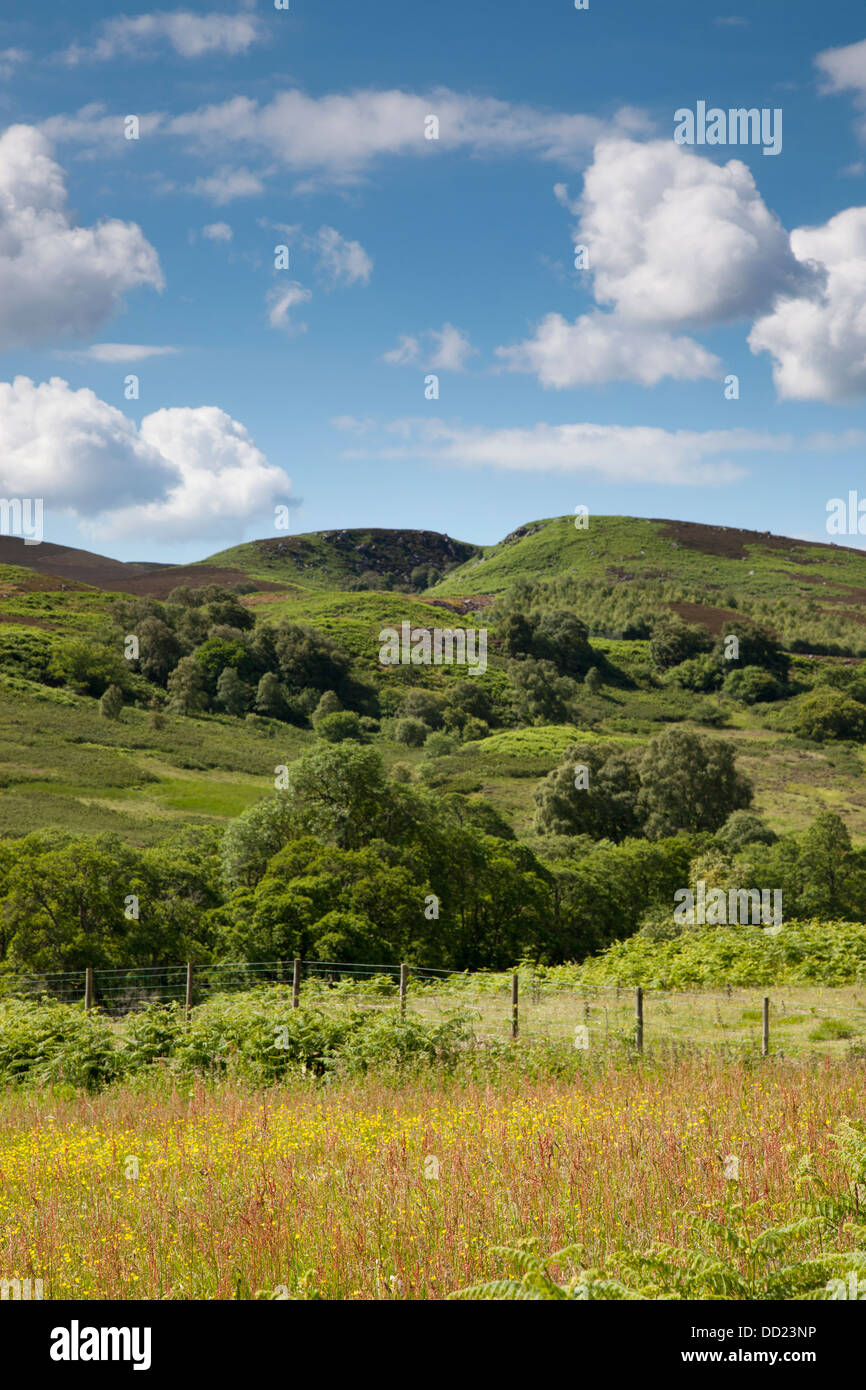 A Hilly Landscape With Trees; Northumberland, England Stock Photo - Alamy