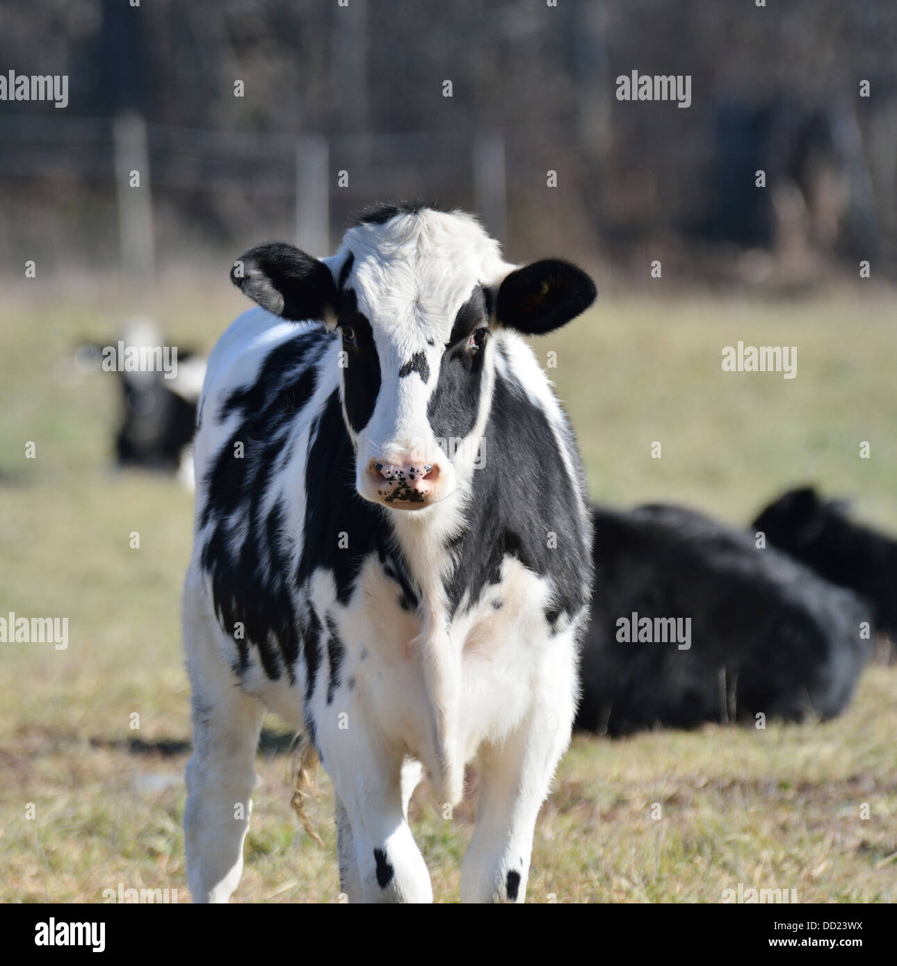 Black And White Calves On The Field Stock Photo - Alamy