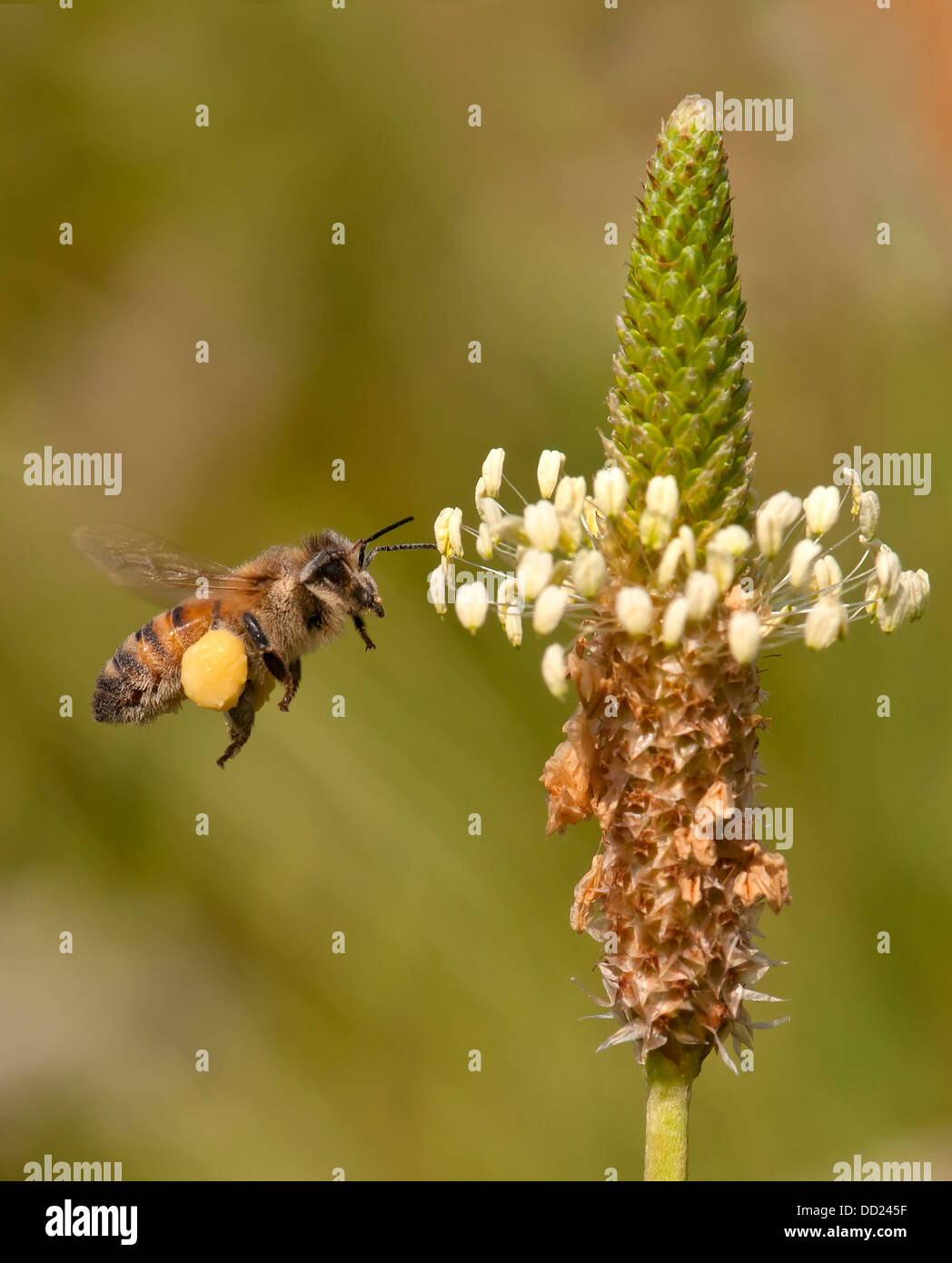 Bee fly with pollen Collected from flowers Stock Photo