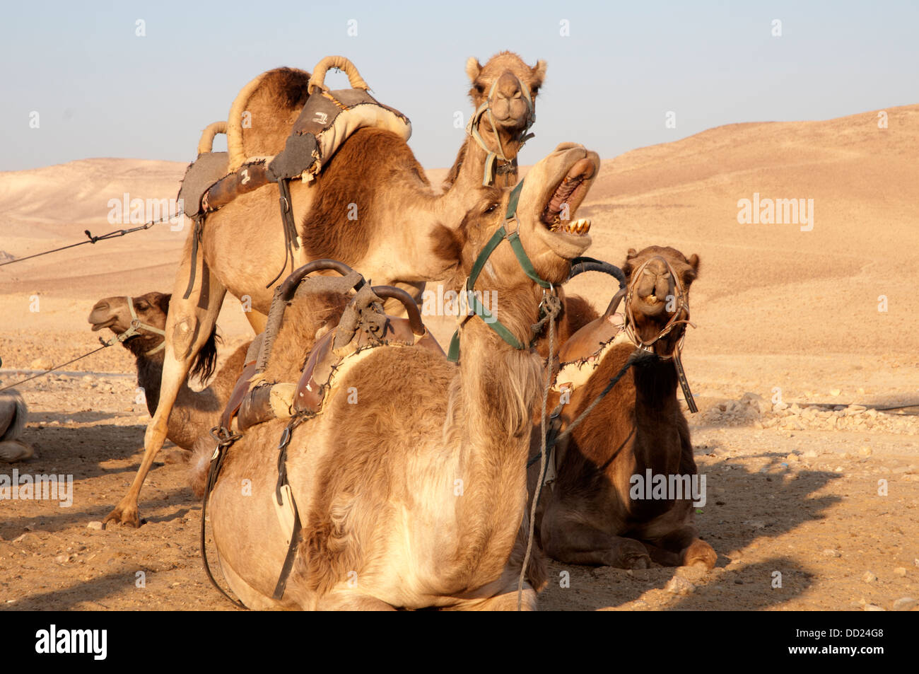 Camel yawn, Stock Photo