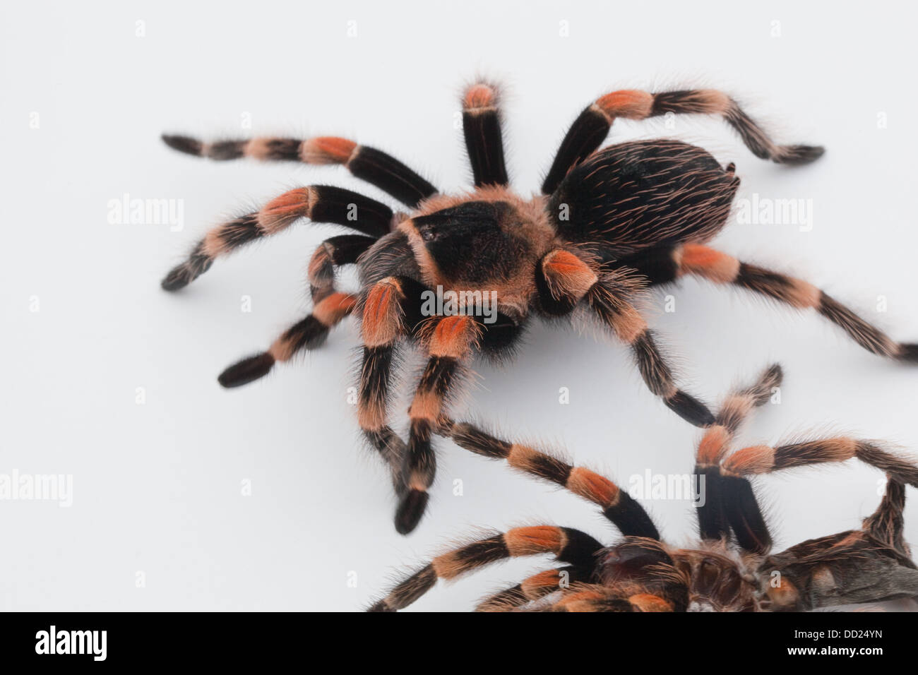 Mexican Red-kneed Tarantula Spider (Brachypelma smithi). Shed, moulted skin or exo-skeleton below, living spider above. Stock Photo